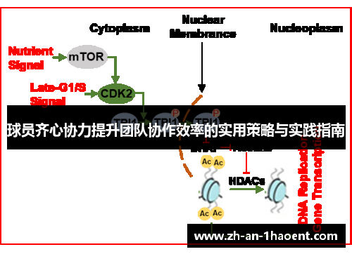 球员齐心协力提升团队协作效率的实用策略与实践指南